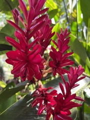 Alpinia purpurata image