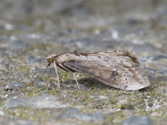 Evergestis isatidalis