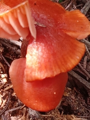 Laccaria