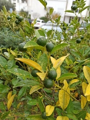 Citrus × microcarpa