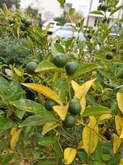 Citrus × microcarpa