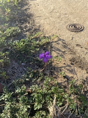 Verbena pulchella