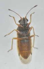 Cymus melanocephalus