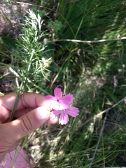 Dianthus membranaceus