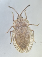 Tingis reticulata