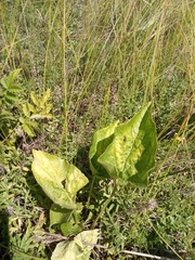 Viola hirta