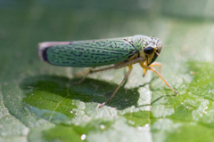 Versigonalia vermiculata