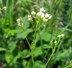 Galium octonarium