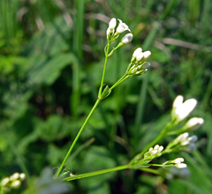 Galium octonarium