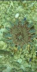 Acanthaster