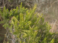 Passerina