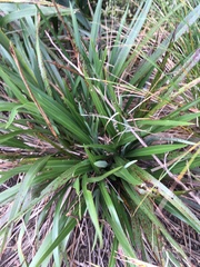 Phormium cookianum