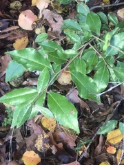 Elaeagnus pungens