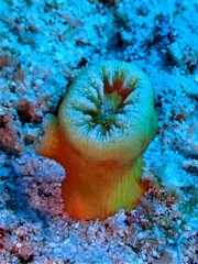 Dendrophyllia