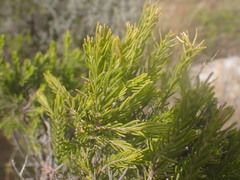 Passerina