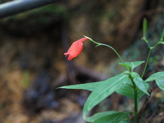 Ruellia brevifolia