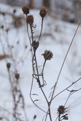 Centaurea × livonica