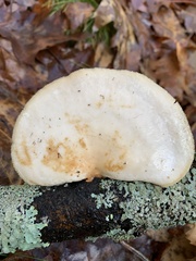 Neofavolus americanus