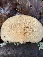 Neofavolus americanus