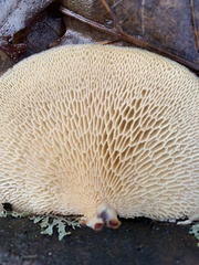 Neofavolus americanus