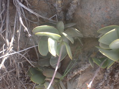 Adromischus sphenophyllus