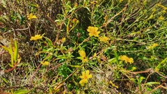 Bidens mitis