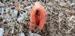 Clathrus columnatus