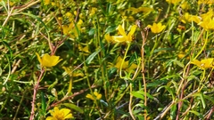 Bidens mitis