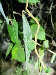 Gonolobinae