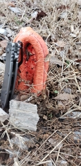 Clathrus columnatus