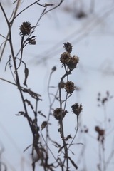 Centaurea × livonica