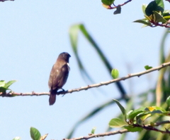 Spermestes cucullata