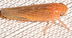 Chlorotettix lusorius