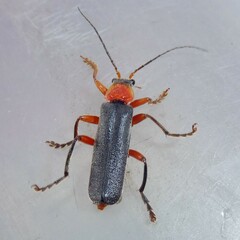 Cantharis pellucida