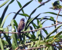 Spermestes cucullata