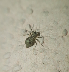 Mesopsocus
