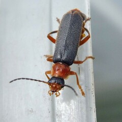 Cantharis lateralis