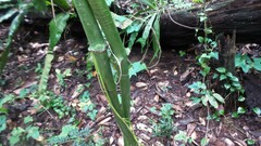 Dioscorea sansibarensis