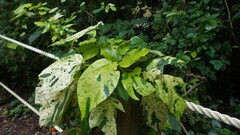 Acalypha wilkesiana