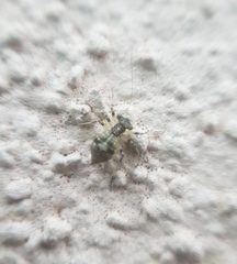 Mesopsocus
