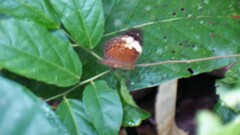 Cupha erymanthis lotis