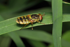 Odontomyia cincta