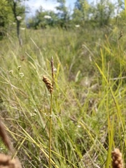 Carex tomentosa