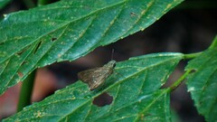 Pelopidas mathias mathias