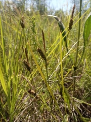 Carex tomentosa