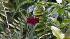 Camacinia gigantea