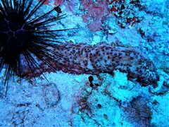 Stichopus