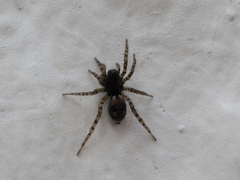 Arctosa perita