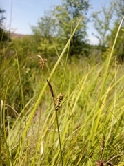 Carex tomentosa
