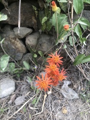 Pseudogynoxys chenopodioides